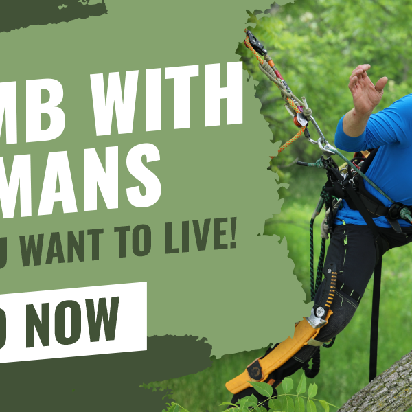 Climb with Shermans If You Want to Live!