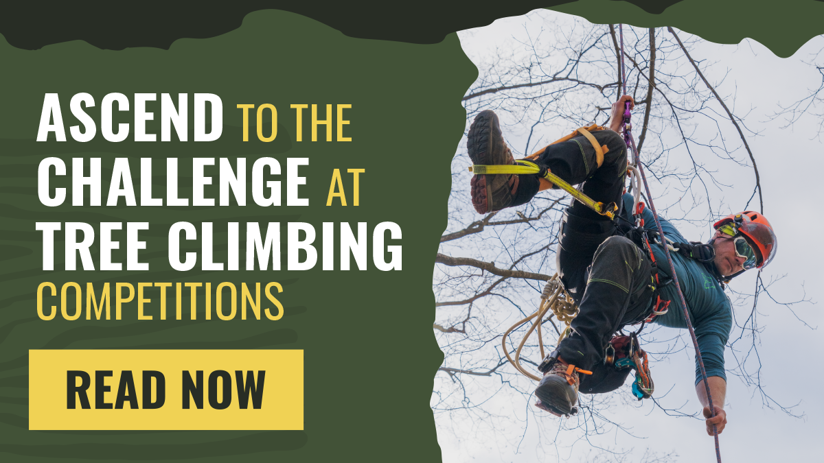 Tree Climbing Competitions: A Showcase of Skill, Precision, & Passion ...