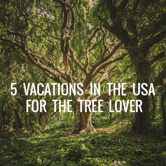 5 Vacations In the USA for the Tree Lover