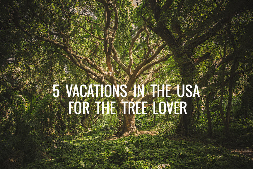 5 Vacations In the USA for the Tree Lover