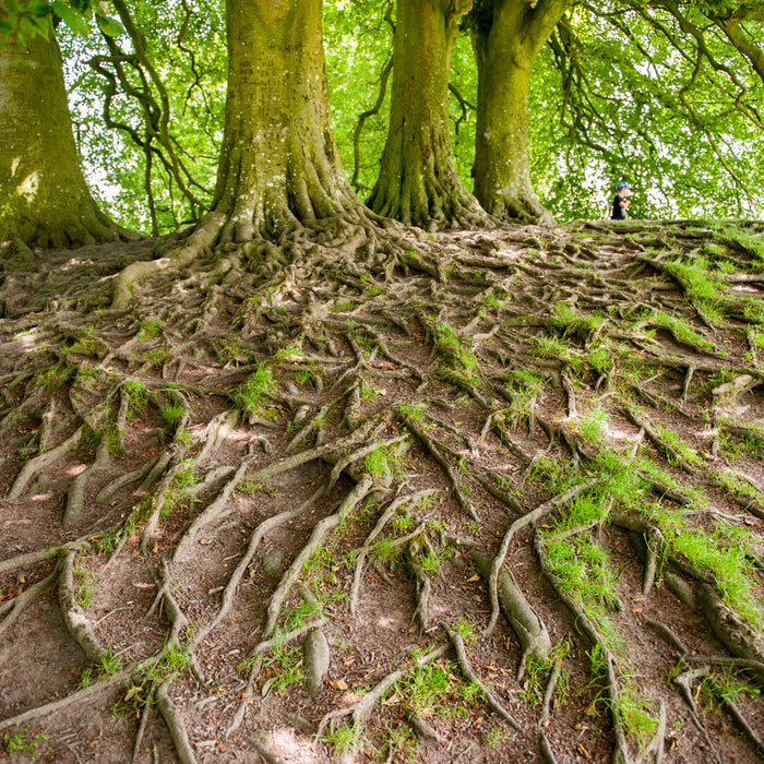 Improving Tree Health in an Urban Landscape