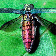 The Emerald Ash Borer: A Nasty Little Bug