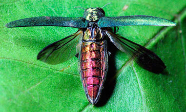 The Emerald Ash Borer: A Nasty Little Bug