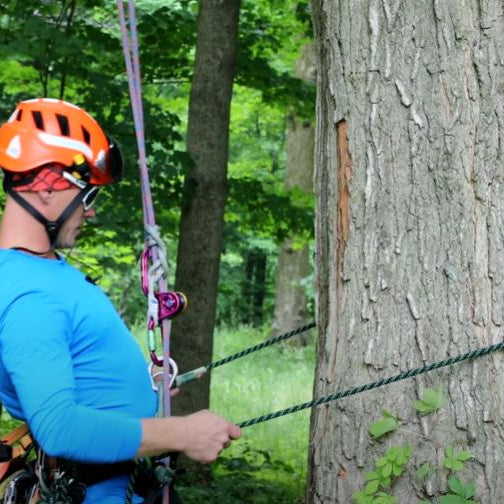Como subir un árbol utilizando su acollador!