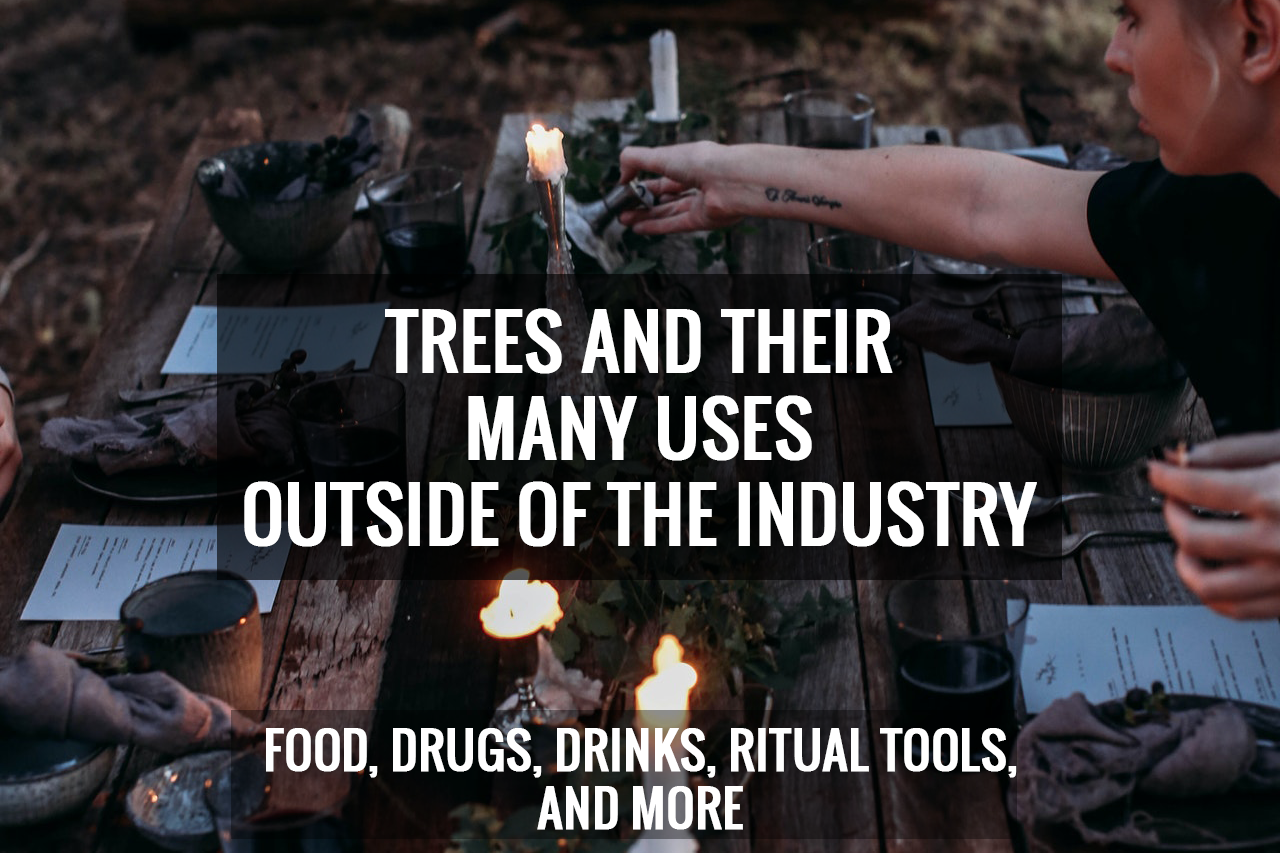 Trees and Their Many Uses Outside of the Industry