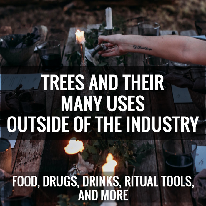 Trees and Their Many Uses Outside of the Industry