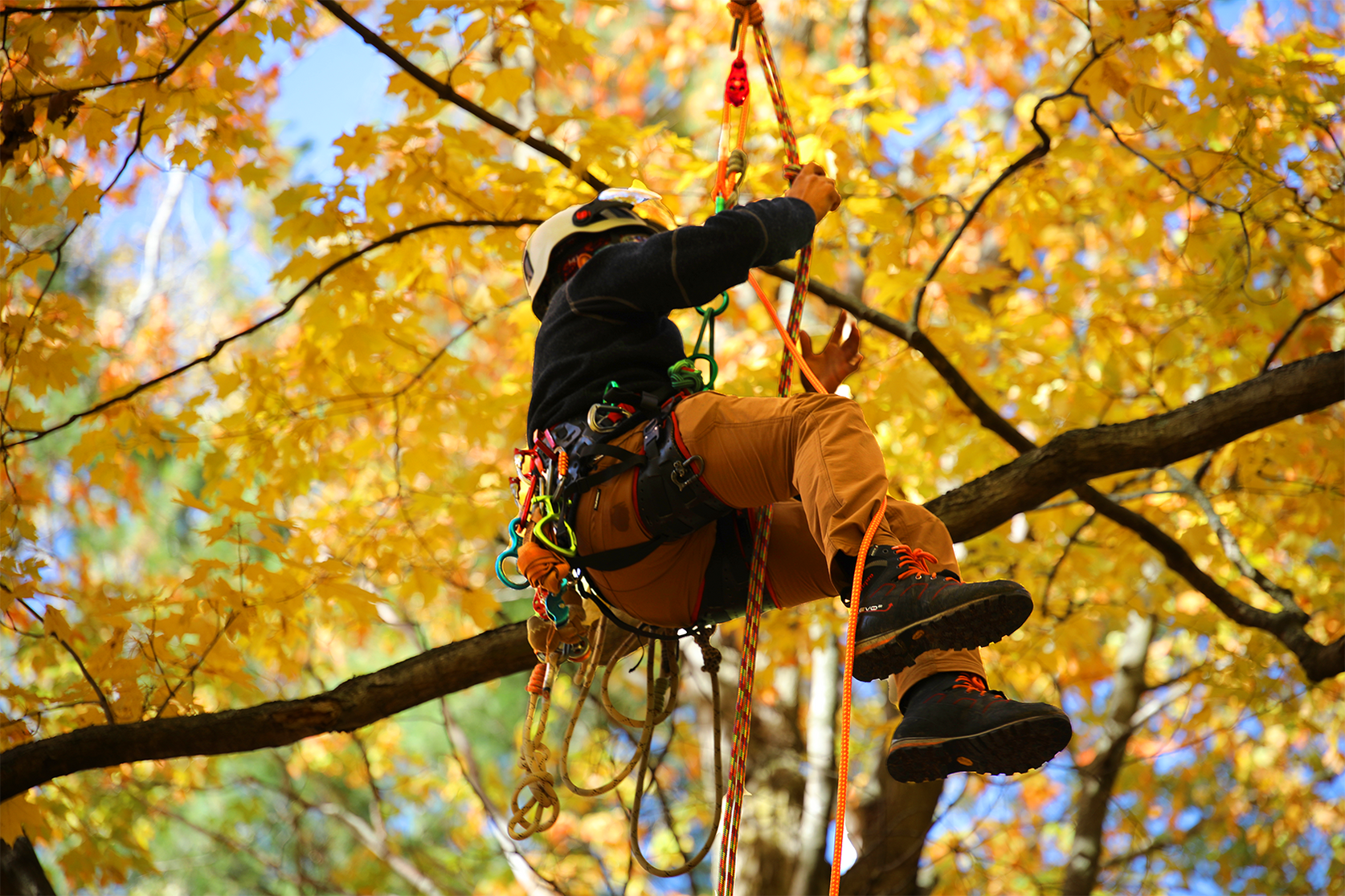 Arborist Supplies | Tree Climbing Gear | Bartlett — Bartlett Arborist ...