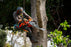 Husqvarna 564 XP EFI Professional Chainsaw 60cc with 20" Bar